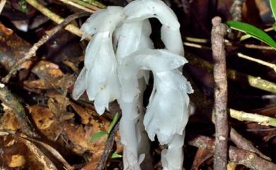 Monotropa uniflora L. 單花錫杖花