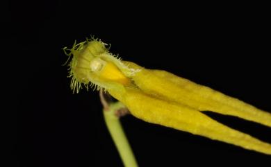 Bulbophyllum flaviflorum 黃花捲瓣蘭