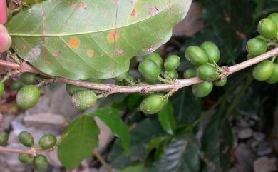 Hemileia vastatrix 咖啡駝孢銹菌