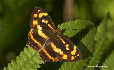 Symbrenthia lilaea formosanus Fruhstorfer, 1908 散紋盛蛺蝶