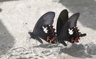 Papilio helenus fortunius Fruhstorfer, 1908 白紋鳳蝶