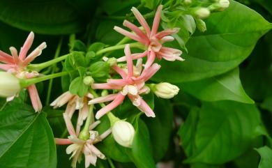 Combretum indicum (L.) DeFilipps 使君子