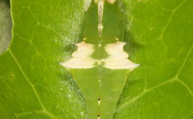 Cepora iudith olga (Eschscholtz, 1821) 黃裙脈粉蝶