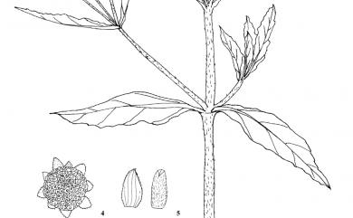 Eclipta prostrata (L.) L. 鱧腸