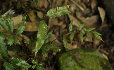 Bolbitis scalpturata 紅柄實蕨