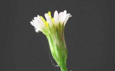 Aster subulatus var. subulatus 掃帚菊