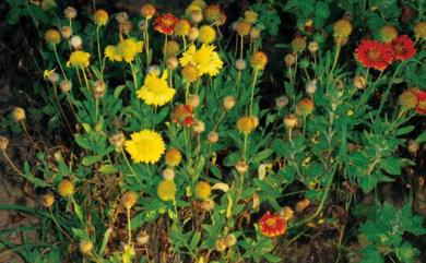 Gaillardia pulchella 天人菊