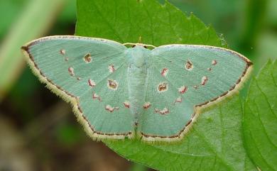 Comostola laesaria (Walker, 1861) 小四圈青尺蛾