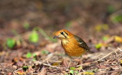 Geokichla citrina (Latham, 1790) 橙頭地鶇