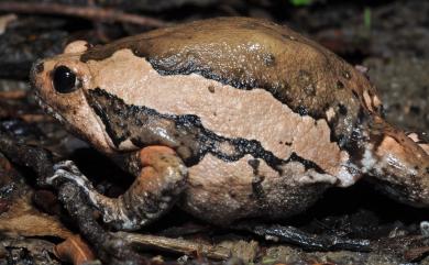 Kaloula pulchra Gray, 1831 花狹口蛙