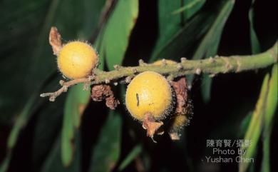 Alpinia uraiensis 烏來月桃