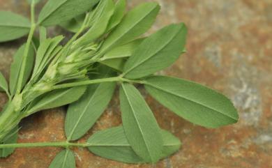 Medicago sativa 紫苜蓿