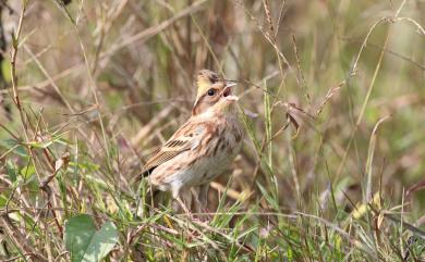 Emberiza elegans elegans Temminck, 1836 黃喉鵐