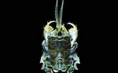 Albunea occulta Boyko, 2002 隱藏管鬚蟹
