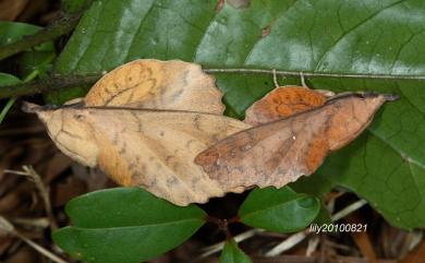 Gastropacha horishana Matsumura, 1927 鋸緣枯葉蛾