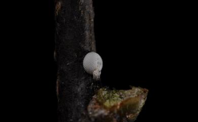 Euaspa forsteri (Esaki & Shirozu, 1943) 伏氏鋩灰蝶