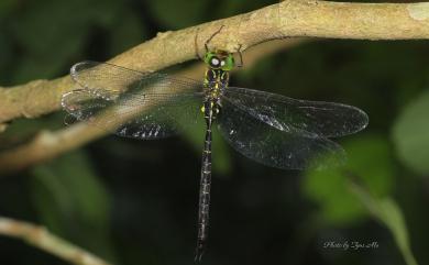 Cephalaeschna risi Asahina, 1981 微刺晏蜓