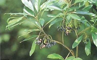 Daphniphyllum glaucescens subsp. oldhamii 奧氏虎皮楠