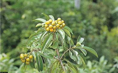 Pittosporum pentandrum 七里香