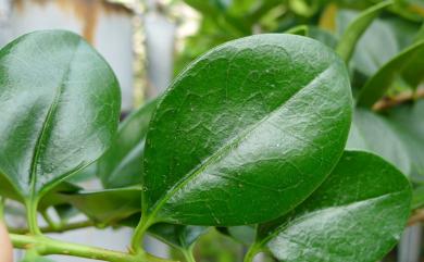 Ligustrum liukiuense 日本女貞