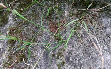 Dianthus palinensis 巴陵石竹