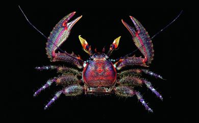 Petrolisthes coccineus (Owen, 1839) 紅褐岩瓷蟹