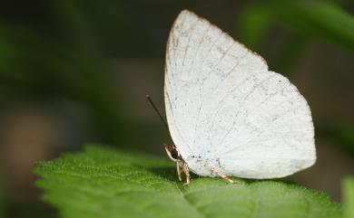 Curetis brunnea Wileman, 1909 臺灣銀灰蝶