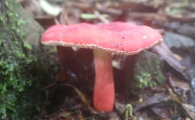 Russula 紅菇屬