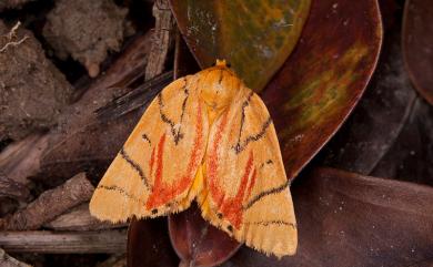 Camptoloma carum Kishida, 1984 花布麗瘤蛾