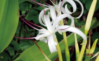 Crinum asiaticum L. 文珠蘭