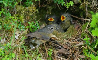 Tarsiger johnstoniae (Ogilvie-Grant, 1906) 栗背林鴝