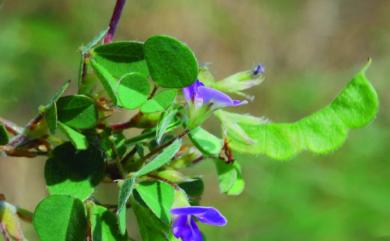 Grona triflora (L.) H.Ohashi & K.Ohashi 蠅翼草