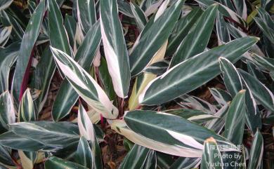 Goeppertia roseopicta (Linden ex Lem.) Borchs. & S.Suárez 彩虹竹芋