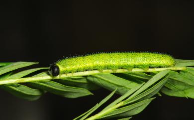 Eurema blanda arsakia (Fruhstorfer, 1910) 亮色黃蝶