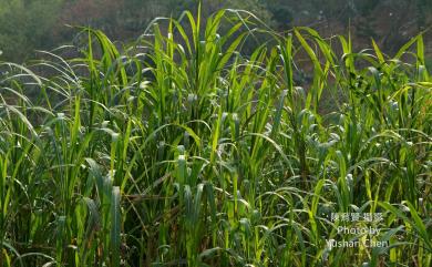 Miscanthus floridulus (Labill.) Warb. ex K.Schum. & Lauterb. 五節芒