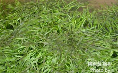 Vallisneria gigantea 大苦草