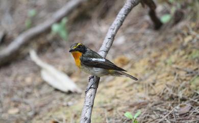 Ficedula narcissina narcissina (Temminck, 1836) 黃眉黃鶲(黑背亞種)