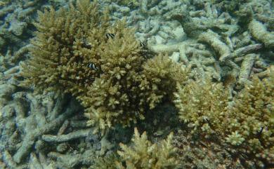 Acropora elseyi (Brook, 1892) 旁枝軸孔珊瑚