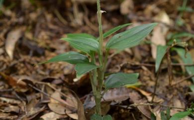 Goodyera seikoomontana Yamam. 哥綠懷蘭