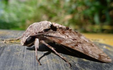 Psilogramma increta (Walker, 1865) 細斜紋霜天蛾