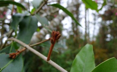 Taxillus liquidambaricolus (Hayata) Hosok. 大葉桑寄生