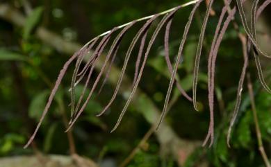 Lomariopsis boninensis 羅蔓藤蕨