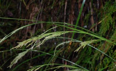 Carex brunnea 束草