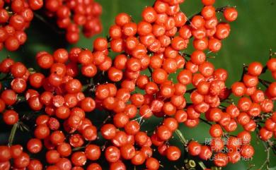 Sambucus chinensis Lindl. 冇骨消