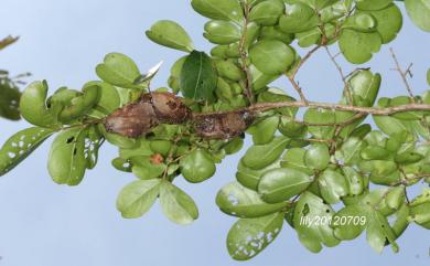 Rinaca japonica arisana 雙黑目天蠶蛾