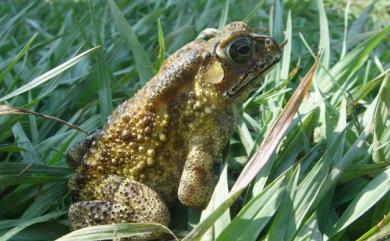 Duttaphrynus melanostictus (Schneider, 1799) 黑眶蟾蜍