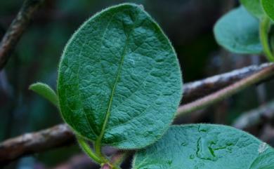 Lonicera japonica Thunb. 忍冬