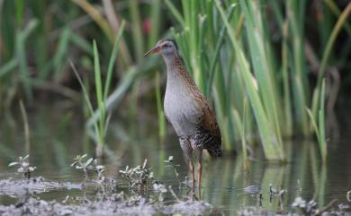 Rallus indicus Blyth, 1849 東亞秧雞