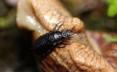 Carabus nankotaizanus Kano, 1932 臺灣擬食蝸步行蟲