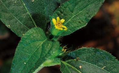 Synedrella nodiflora (L.) Gaertn. 金腰箭